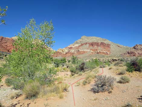 Ash Spring