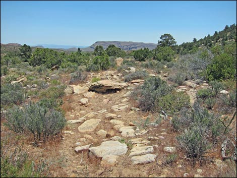 Dales Trail