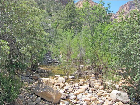 Dales Trail