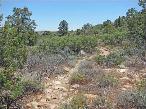 Dales Trail