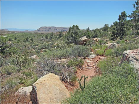 Dales Trail