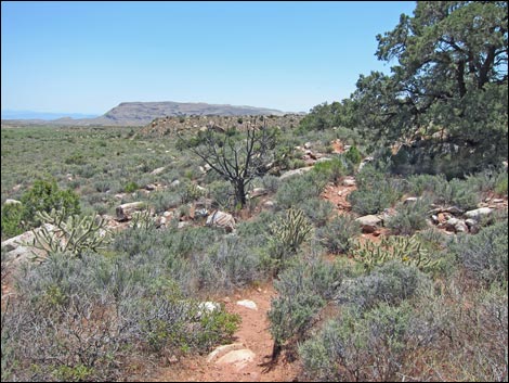 Dales Trail