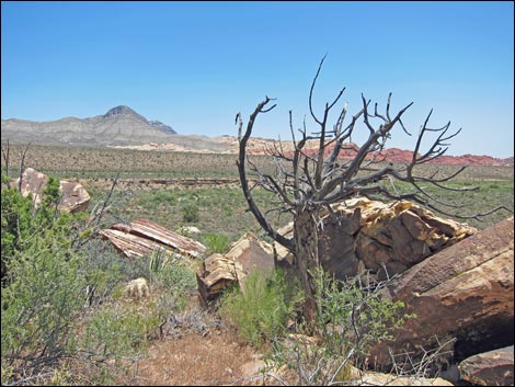 Dales Trail