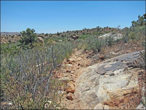 Dales Trail