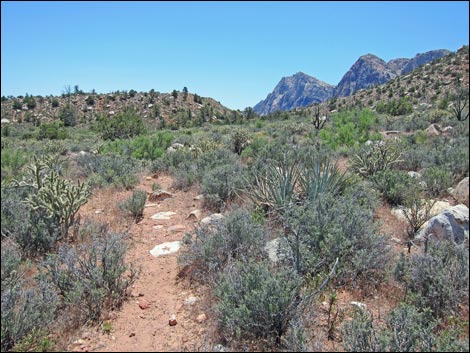 Dales Trail
