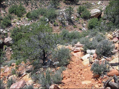 Dales Trail