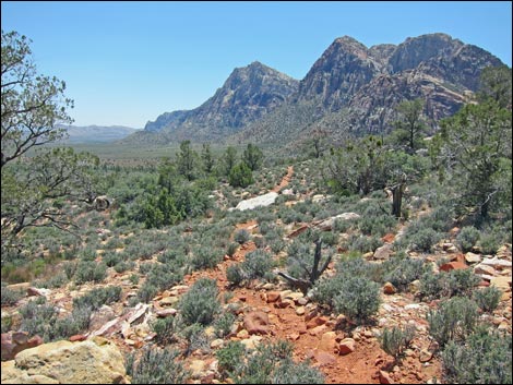 Dales Trail