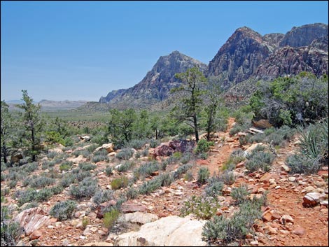 Dales Trail