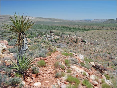Dales Trail