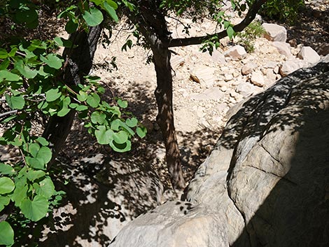 Ice Box Canyon Trail