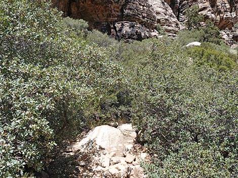 Ice Box Canyon Trail