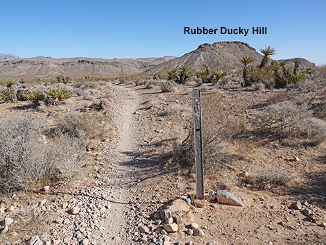 Rubber Ducky Trail