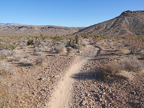 Rubber Ducky Trail