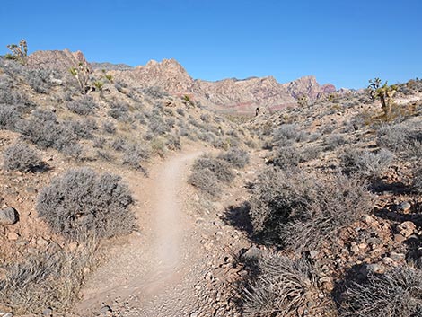 Rubber Ducky Trail