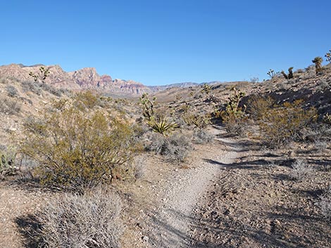 Rubber Ducky Trail