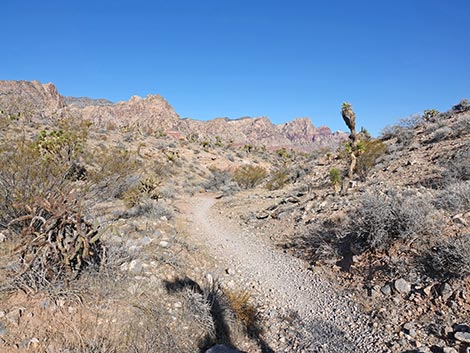 Rubber Ducky Trail