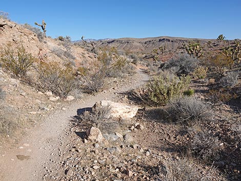 Rubber Ducky Trail