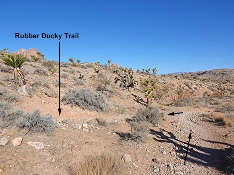 Rubber Ducky Trail