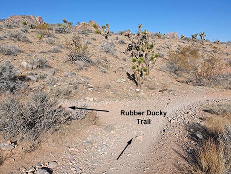Rubber Ducky Trail