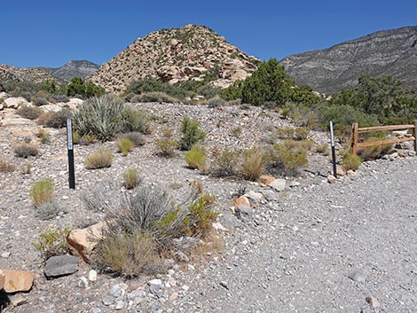 White Rock Loop Trail