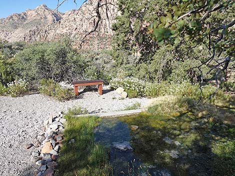 White Rock Spring Trail
