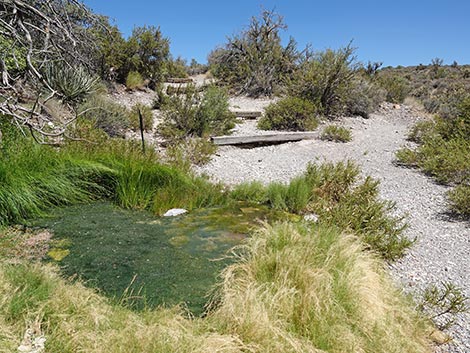 White Rock Spring