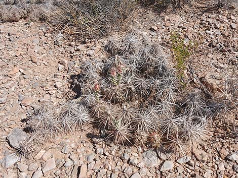 Matted Cholla (Grusonia parishii)