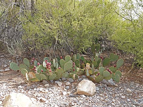 Brown-spined Pricklypear (Opuntia phaeacantha)