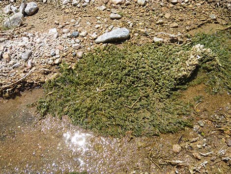 Stonewort (Chara)