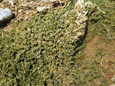 Stonewort (Chara)