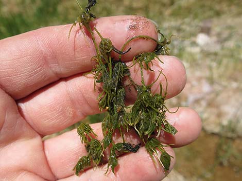 Stonewort (Chara)