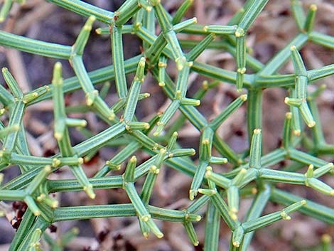 Eriogonum heermannii var. sulcatum