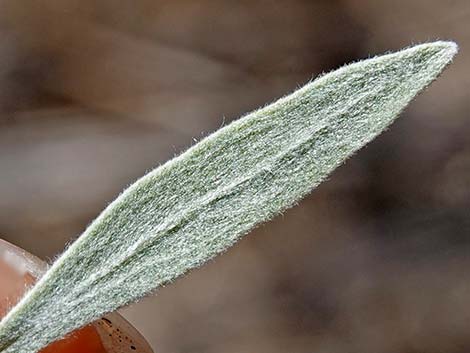 Arrowweed (Pluchea sericea)