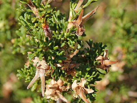 Desert Bitterbrush (Purshia glandulosa)