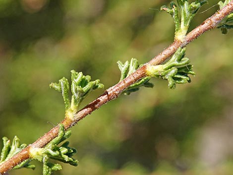 Desert Bitterbrush (Purshia glandulosa)