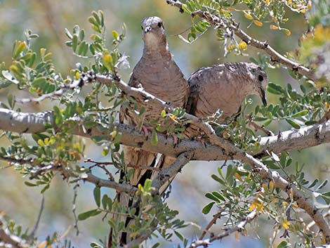 Inca Dove (Columbina inca)