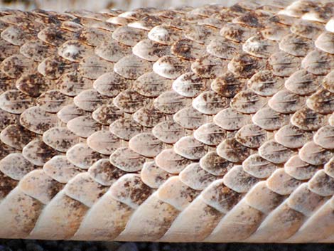 Western Diamond-backed Rattlesnake (Crotalus atrox)