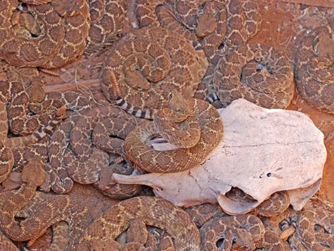 Western Diamond-backed Rattlesnake (Crotalus atrox)