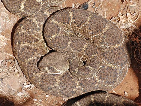 Western Diamond-backed Rattlesnake (Crotalus atrox)