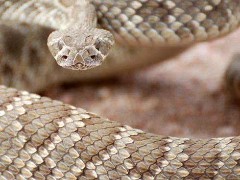 Mojave Rattlesnake (Crotalus scutulatus)