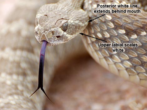Mojave Rattlesnake (Crotalus scutulatus)