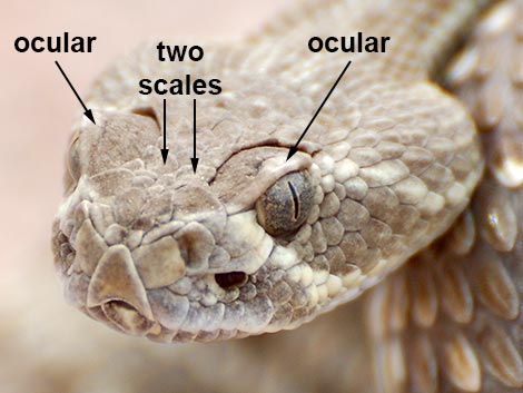 Mojave Rattlesnake (Crotalus scutulatus)